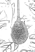 avocado Kurasa Za Kupaka Rangi Zinazoweza Kuchapishwa